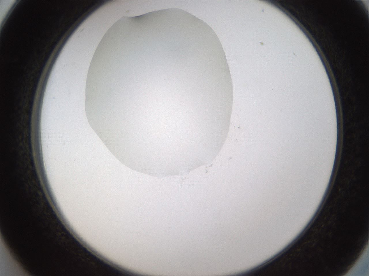 folderID597_plateID1597_batchID6720_wellNum26_profileID1_d2_r104487_ef.jpg