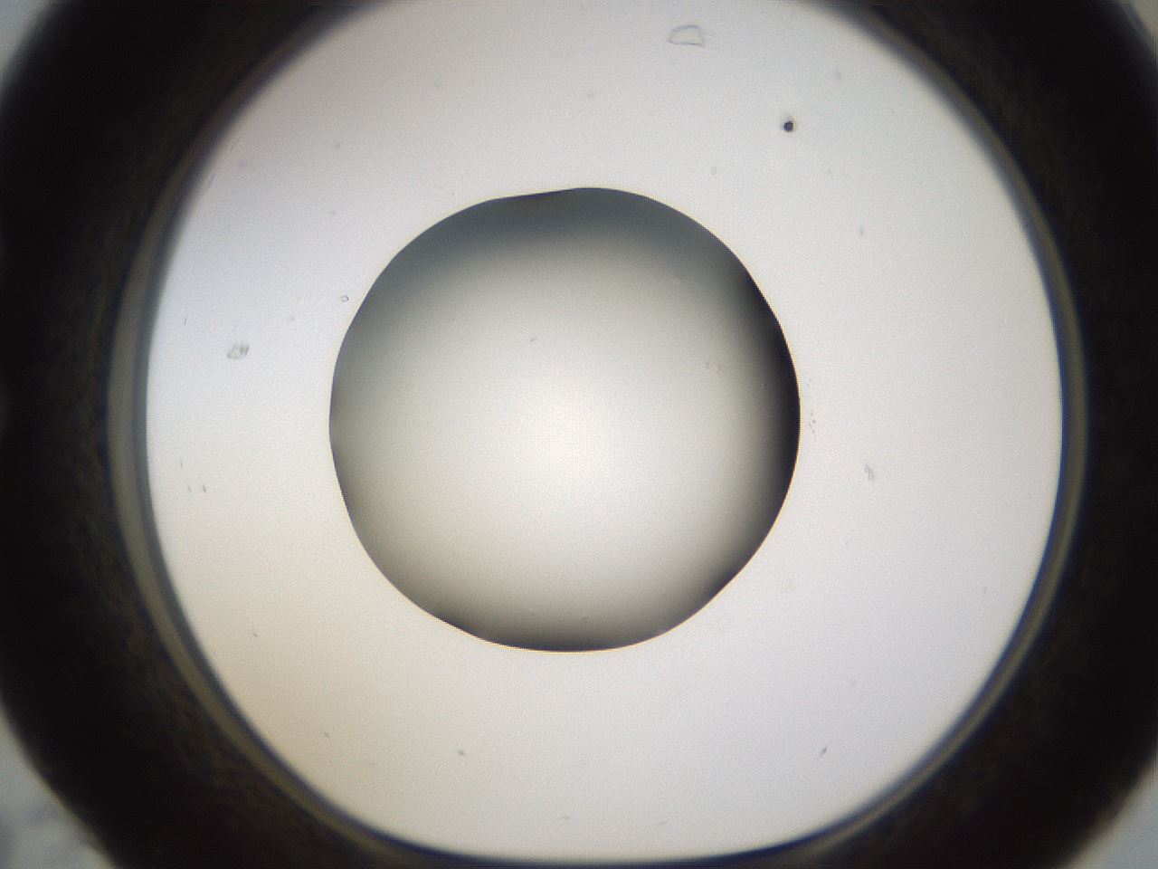 folderID597_plateID1597_batchID6720_wellNum31_profileID1_d1_r104496_ef.jpg