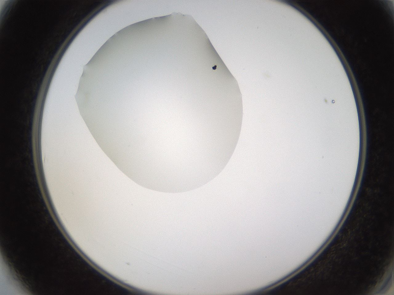 folderID597_plateID1597_batchID6720_wellNum3_profileID1_d2_r104441_ef.jpg