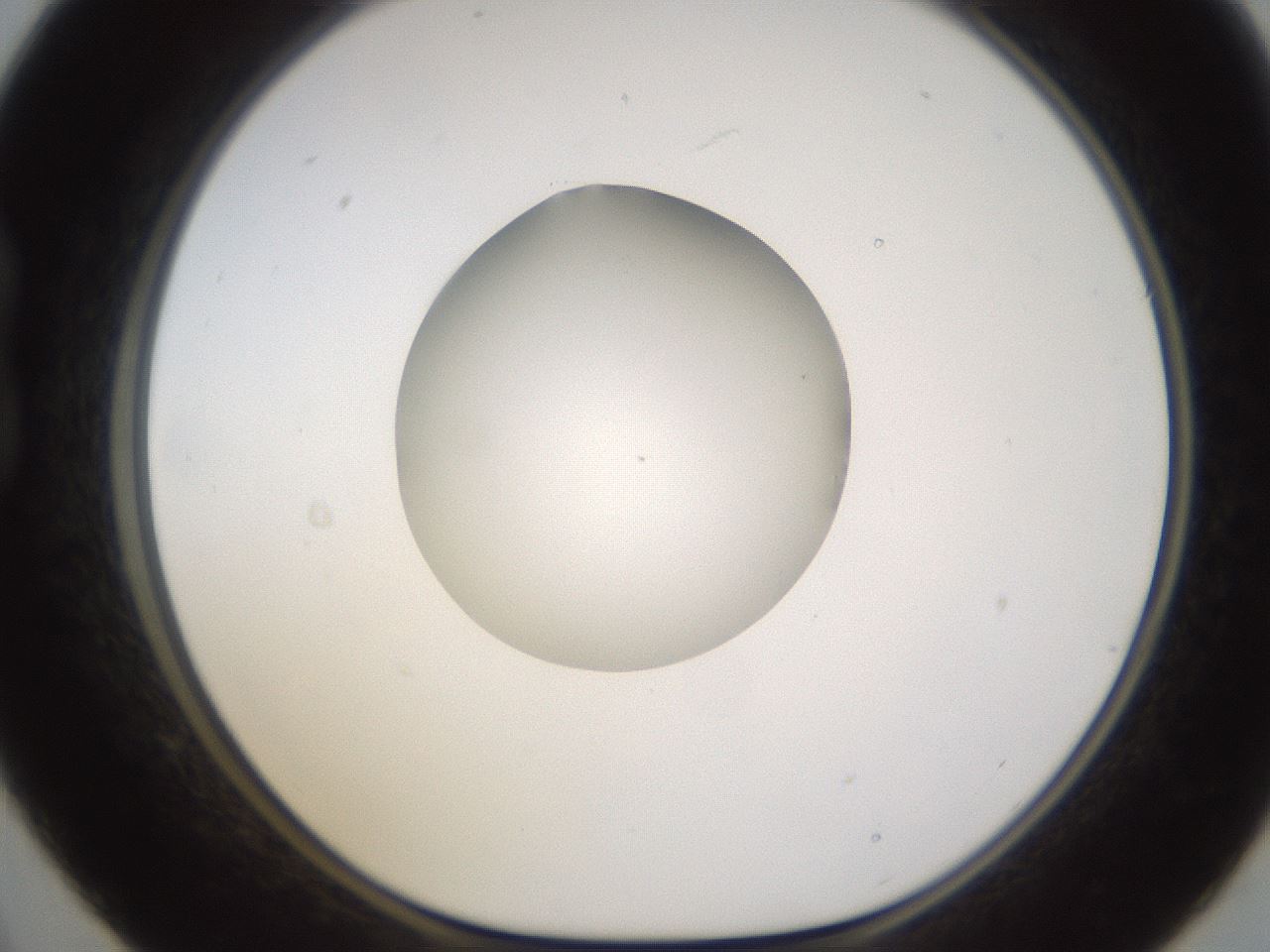 folderID597_plateID1597_batchID6720_wellNum21_profileID1_d1_r104476_ef.jpg