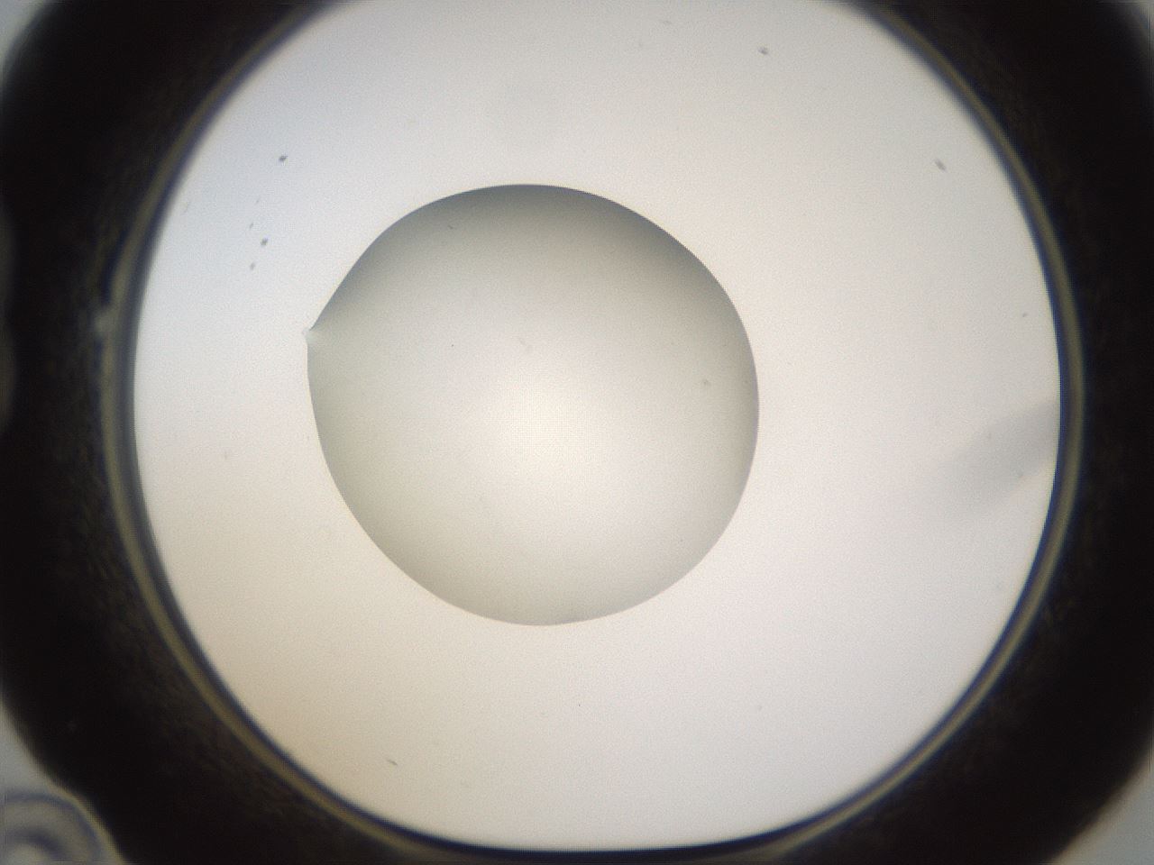 folderID597_plateID1597_batchID6720_wellNum22_profileID1_d1_r104478_ef.jpg