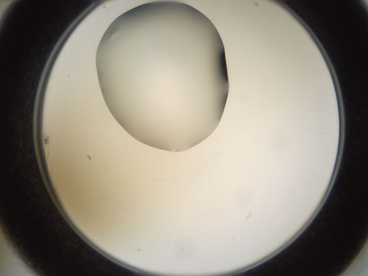 folderID597_plateID1597_batchID6720_wellNum22_profileID1_d2_r104479_ef.jpg