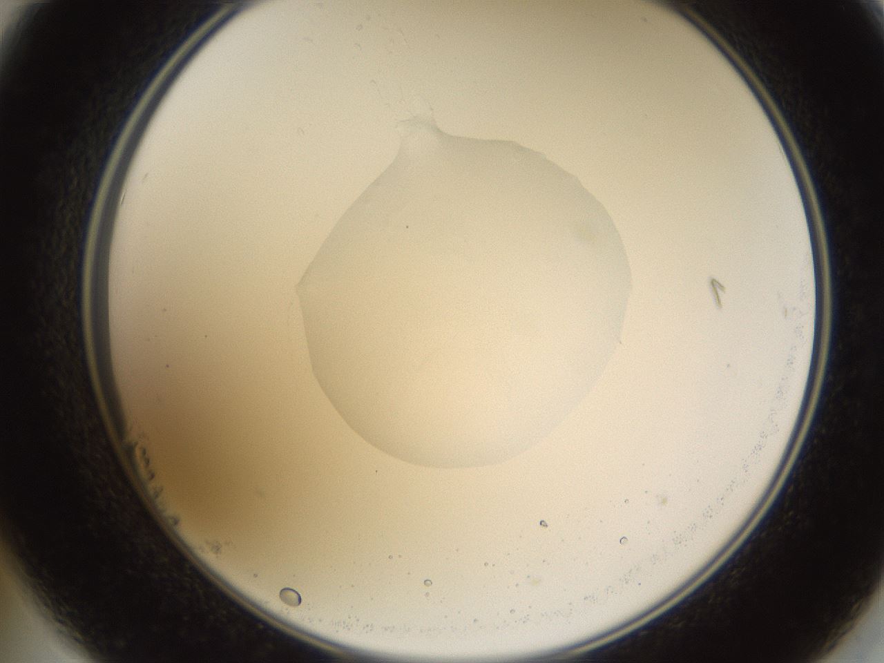 folderID597_plateID1597_batchID6720_wellNum23_profileID1_d2_r104481_ef.jpg
