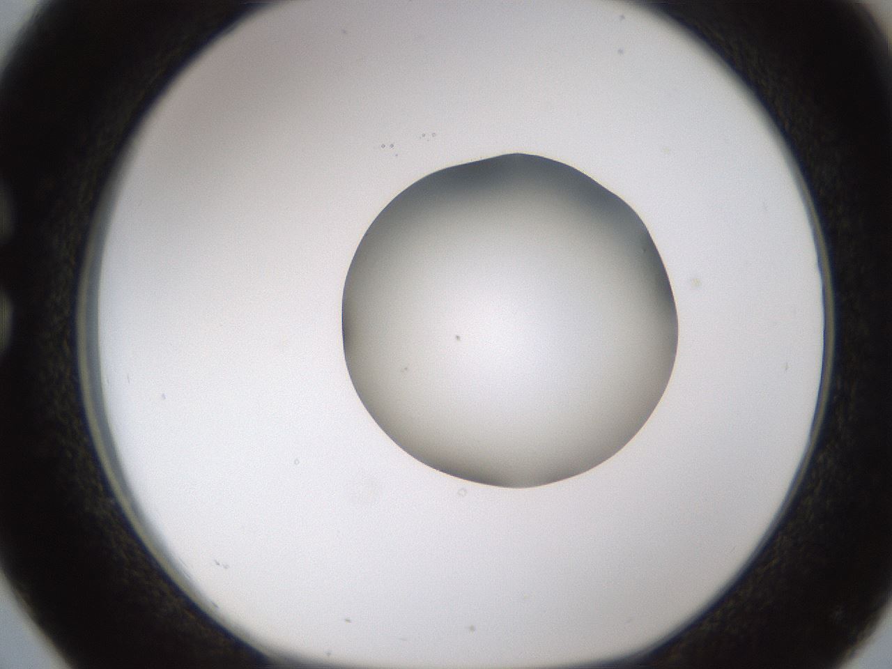folderID597_plateID1597_batchID6720_wellNum26_profileID1_d1_r104486_ef.jpg