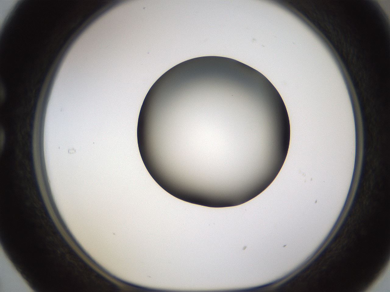 folderID597_plateID1597_batchID6720_wellNum29_profileID1_d1_r104492_ef.jpg