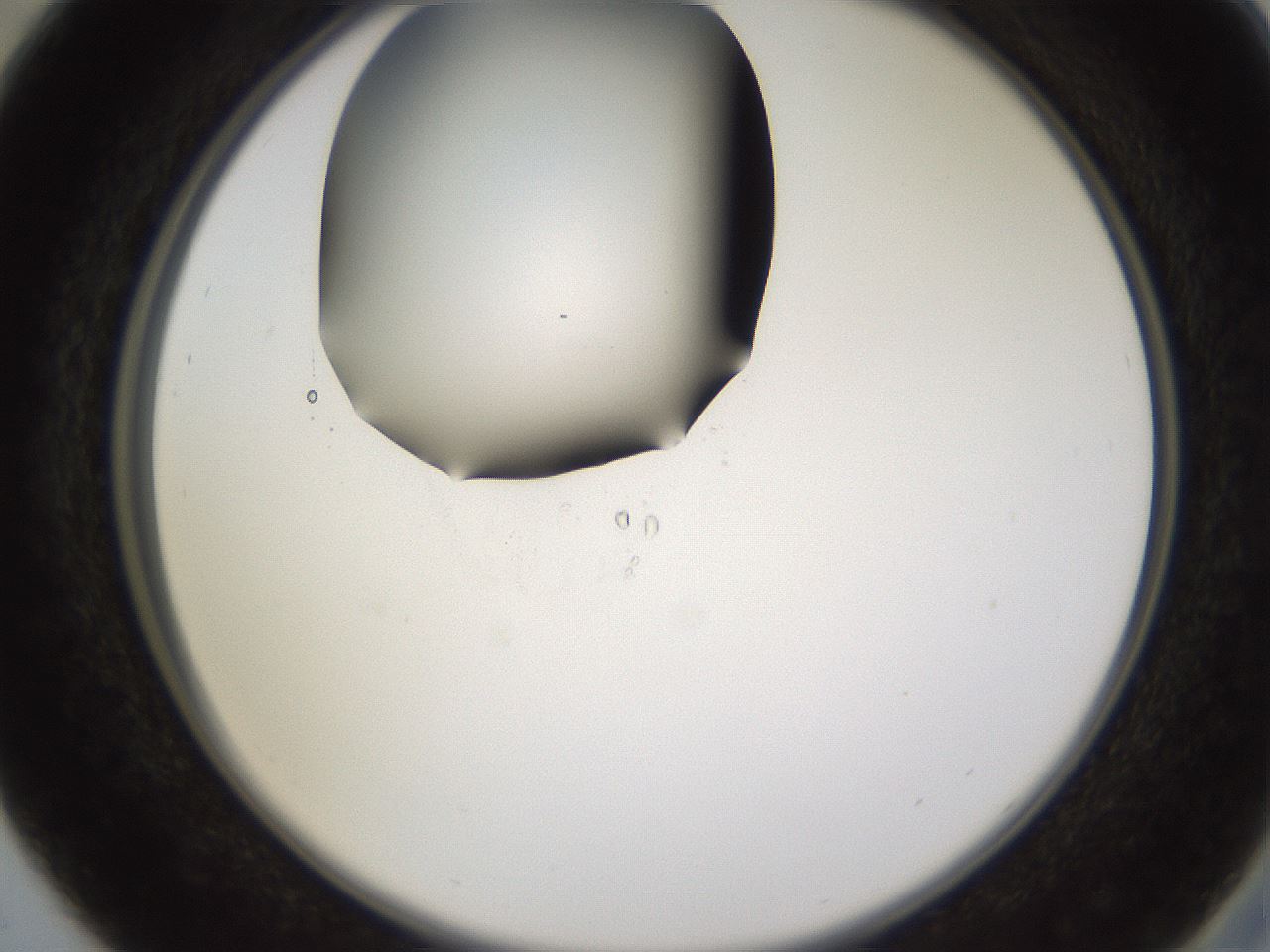 folderID597_plateID1597_batchID6720_wellNum29_profileID1_d2_r104493_ef.jpg