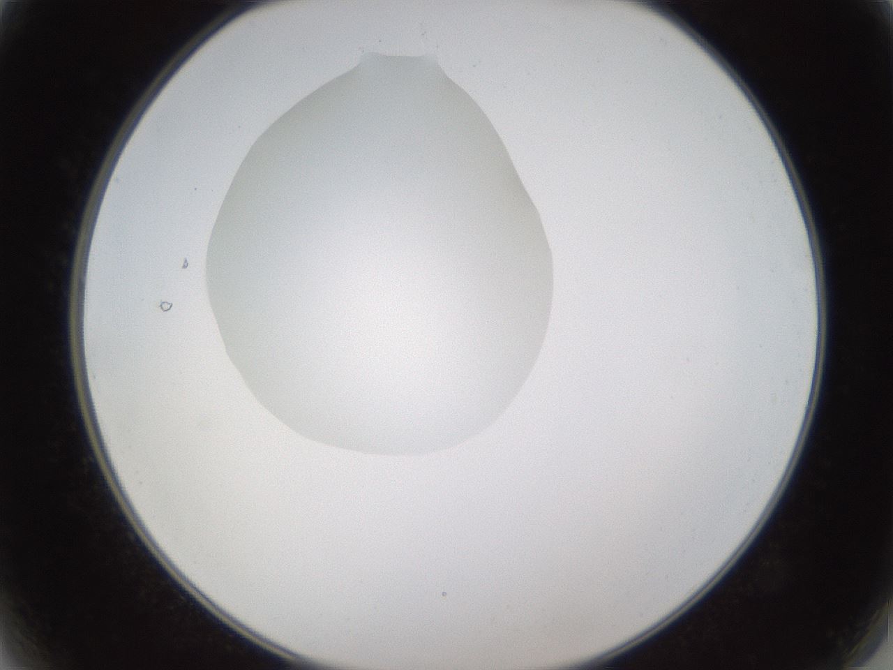 folderID597_plateID1597_batchID6720_wellNum2_profileID1_d2_r104439_ef.jpg