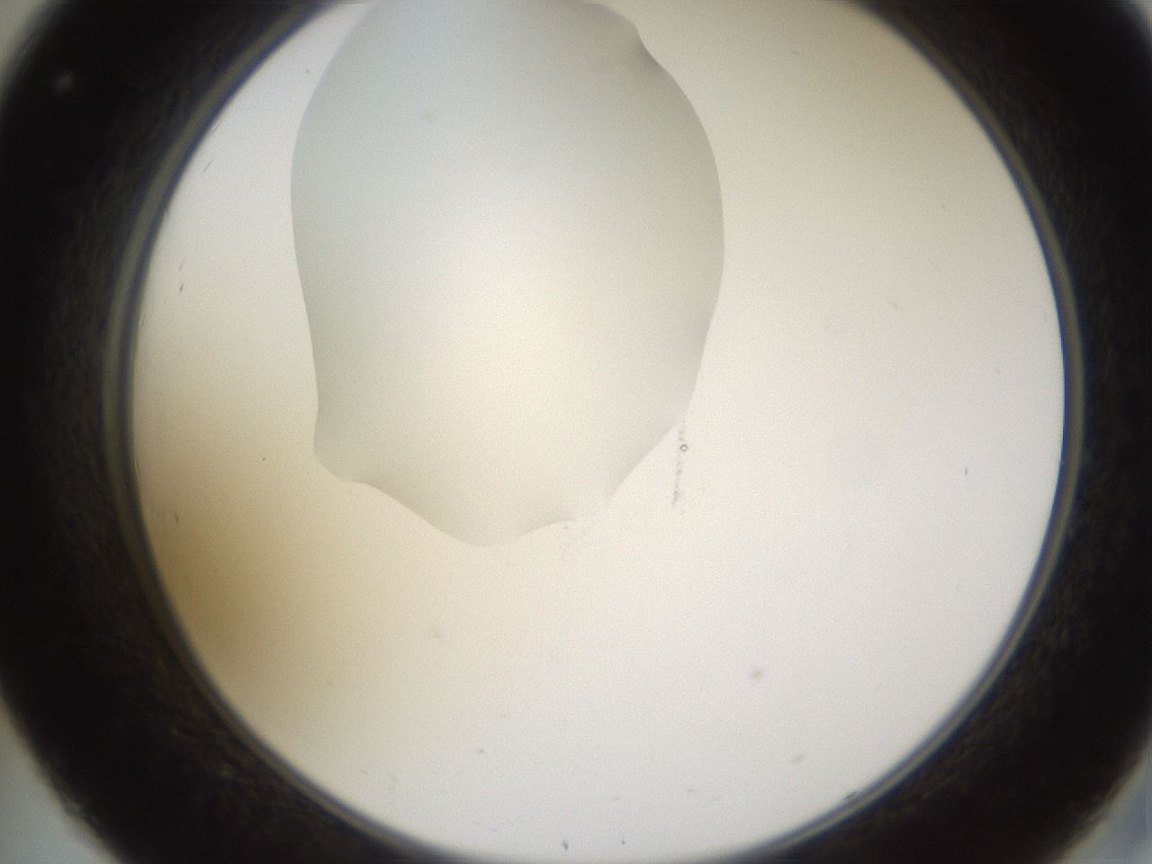 folderID597_plateID1597_batchID6720_wellNum32_profileID1_d2_r104499_ef.jpg