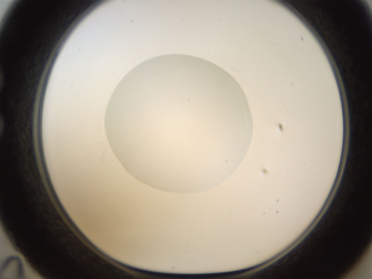 folderID597_plateID1597_batchID6720_wellNum35_profileID1_d1_r104504_ef.jpg