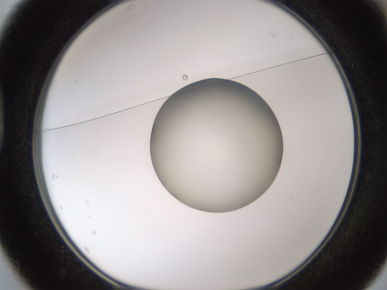 folderID597_plateID1597_batchID6720_wellNum37_profileID1_d1_r104508_ef.jpg