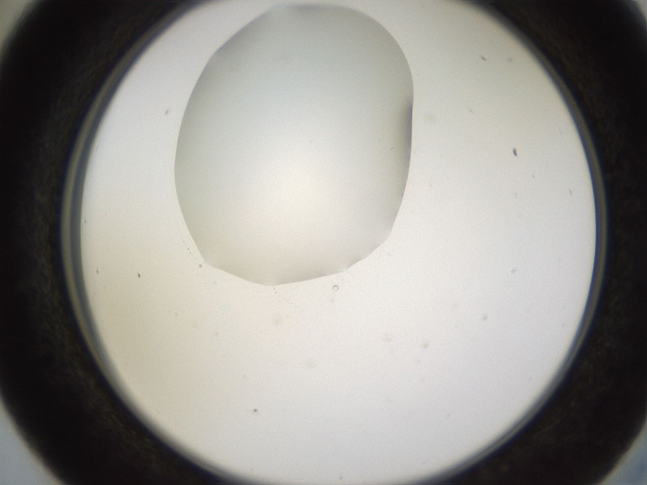 folderID597_plateID1597_batchID6720_wellNum41_profileID1_d2_r104517_ef.jpg