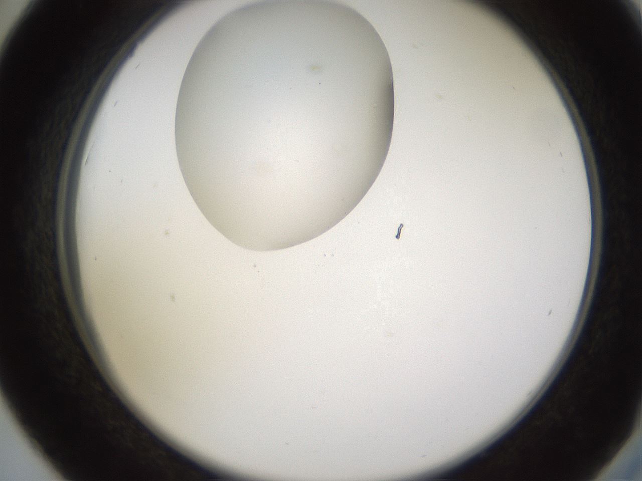 folderID597_plateID1597_batchID6720_wellNum42_profileID1_d2_r104519_ef.jpg