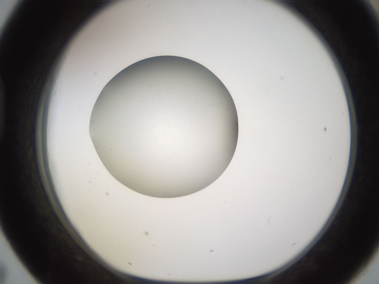 folderID597_plateID1597_batchID6720_wellNum43_profileID1_d1_r104520_ef.jpg