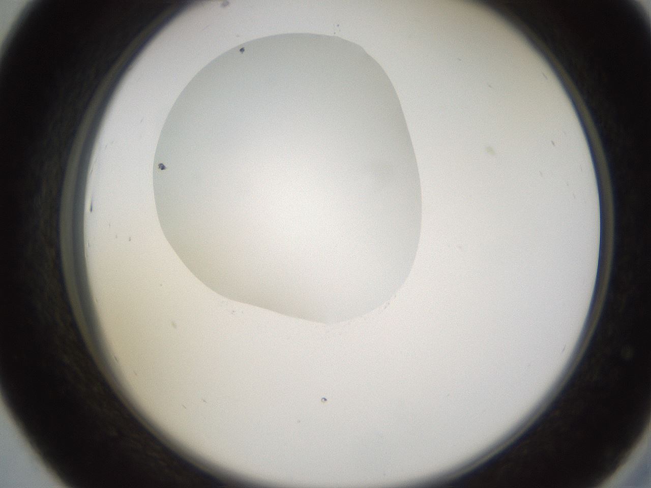 folderID597_plateID1597_batchID6720_wellNum43_profileID1_d2_r104521_ef.jpg