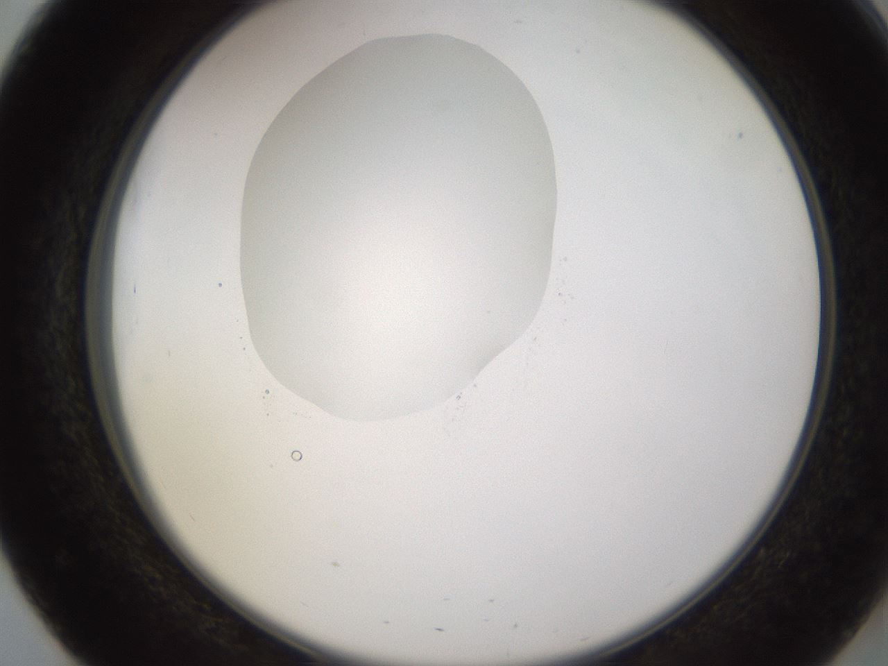 folderID597_plateID1597_batchID6720_wellNum51_profileID1_d2_r104537_ef.jpg