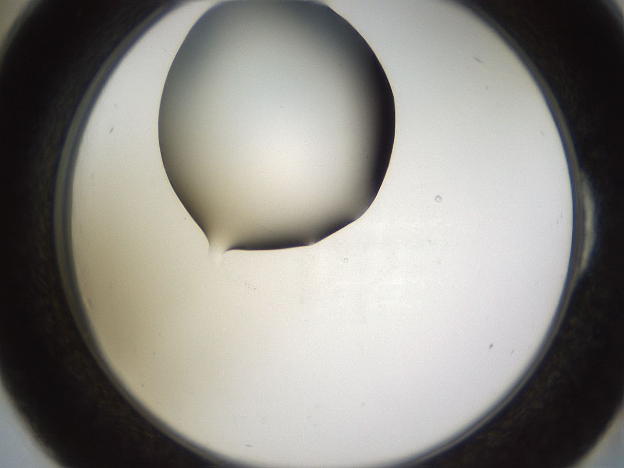 folderID597_plateID1597_batchID6720_wellNum54_profileID1_d2_r104543_ef.jpg