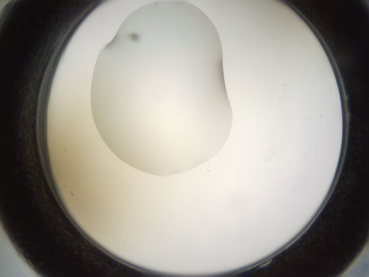 folderID597_plateID1597_batchID6720_wellNum58_profileID1_d2_r104551_ef.jpg