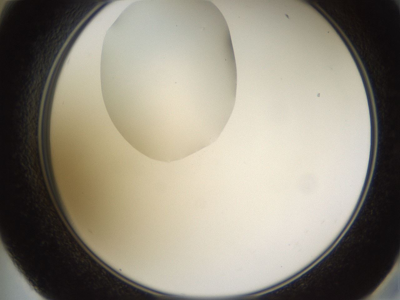 folderID597_plateID1597_batchID6720_wellNum59_profileID1_d2_r104553_ef.jpg