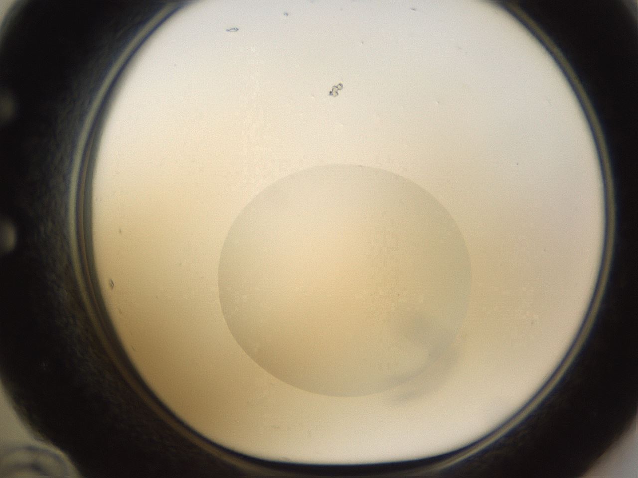 folderID597_plateID1597_batchID6720_wellNum60_profileID1_d1_r104554_ef.jpg
