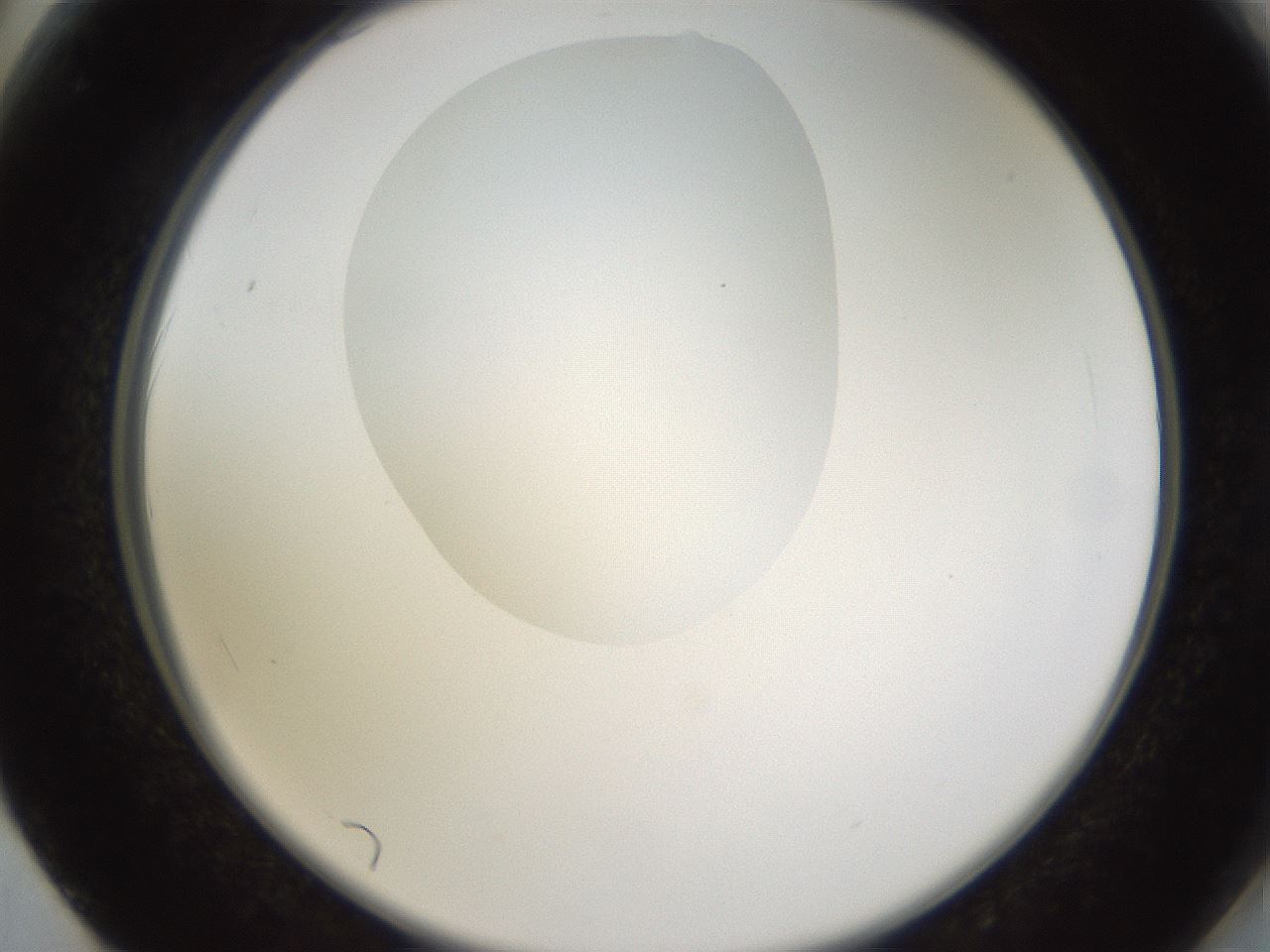 folderID597_plateID1597_batchID6720_wellNum62_profileID1_d2_r104559_ef.jpg