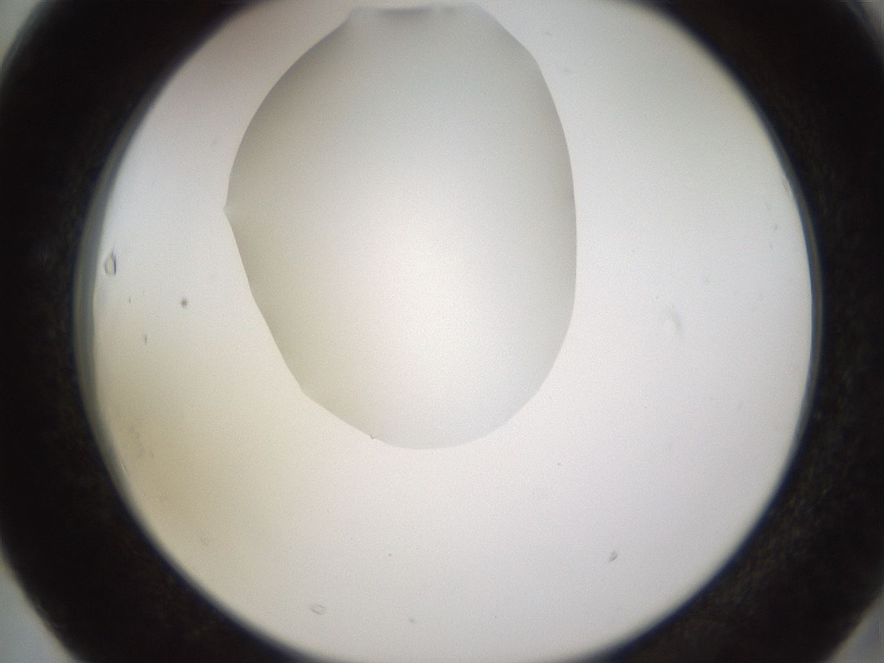 folderID597_plateID1597_batchID6720_wellNum63_profileID1_d2_r104561_ef.jpg