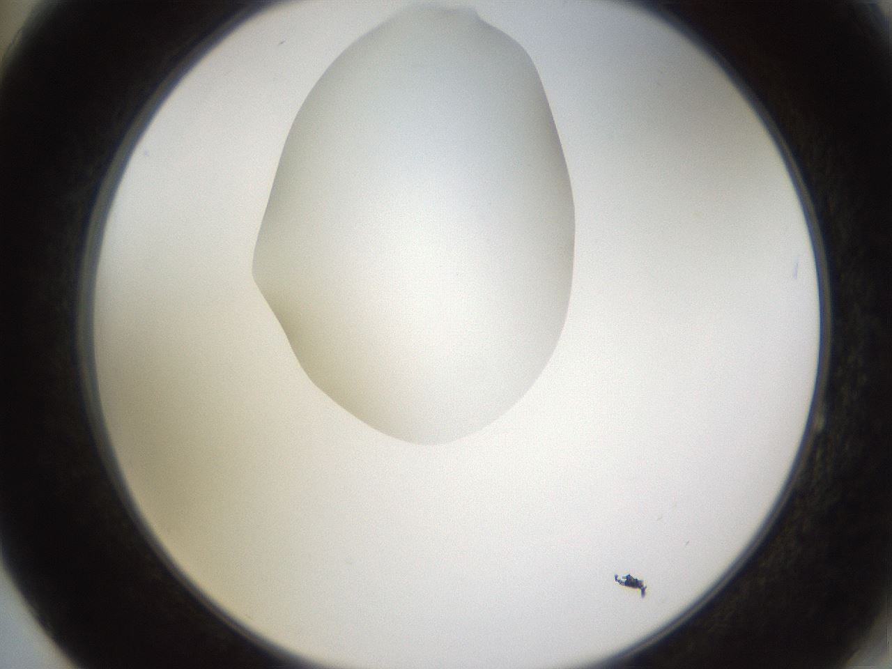 folderID597_plateID1597_batchID6720_wellNum64_profileID1_d2_r104563_ef.jpg