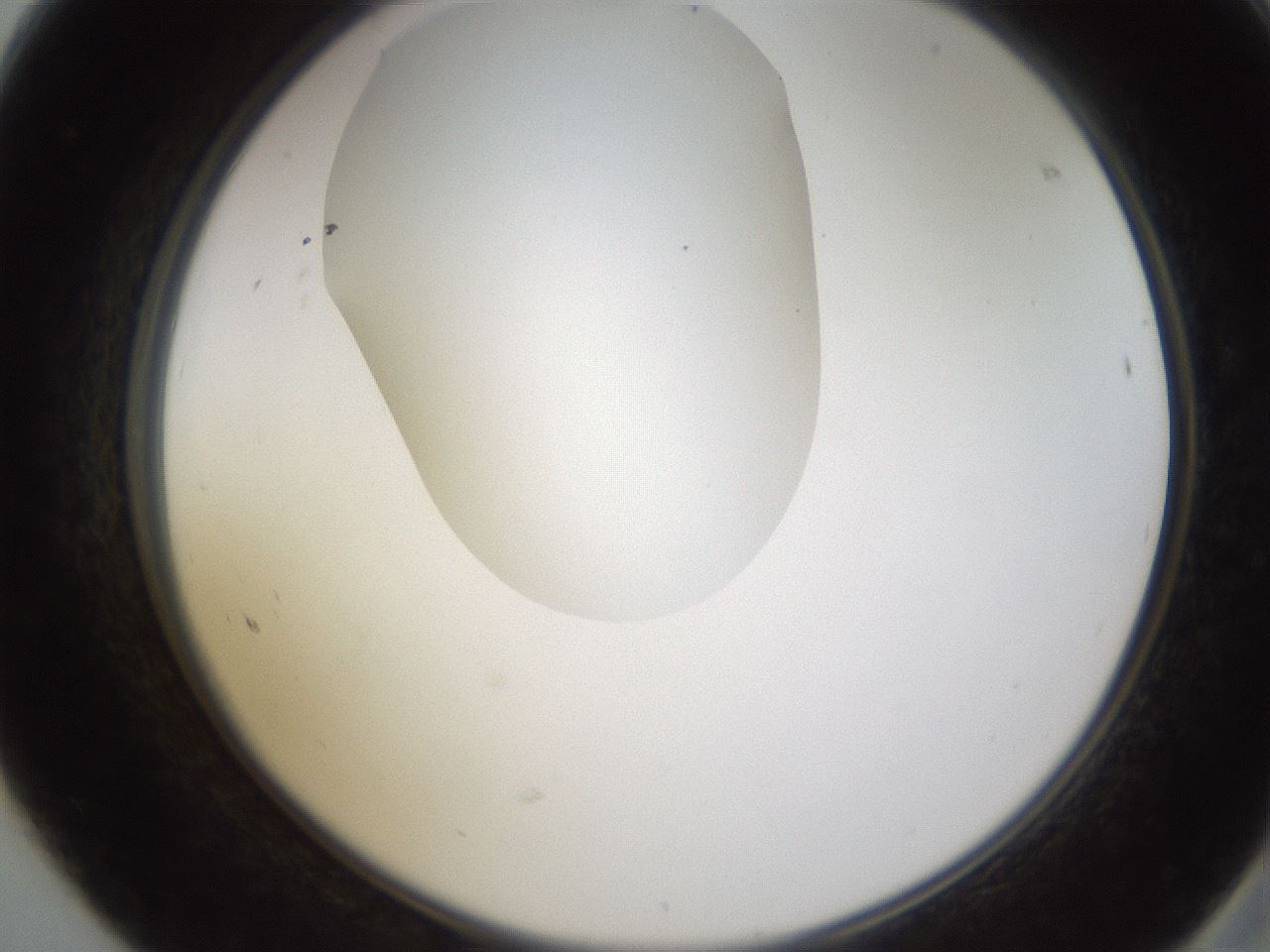 folderID597_plateID1597_batchID6720_wellNum68_profileID1_d2_r104571_ef.jpg