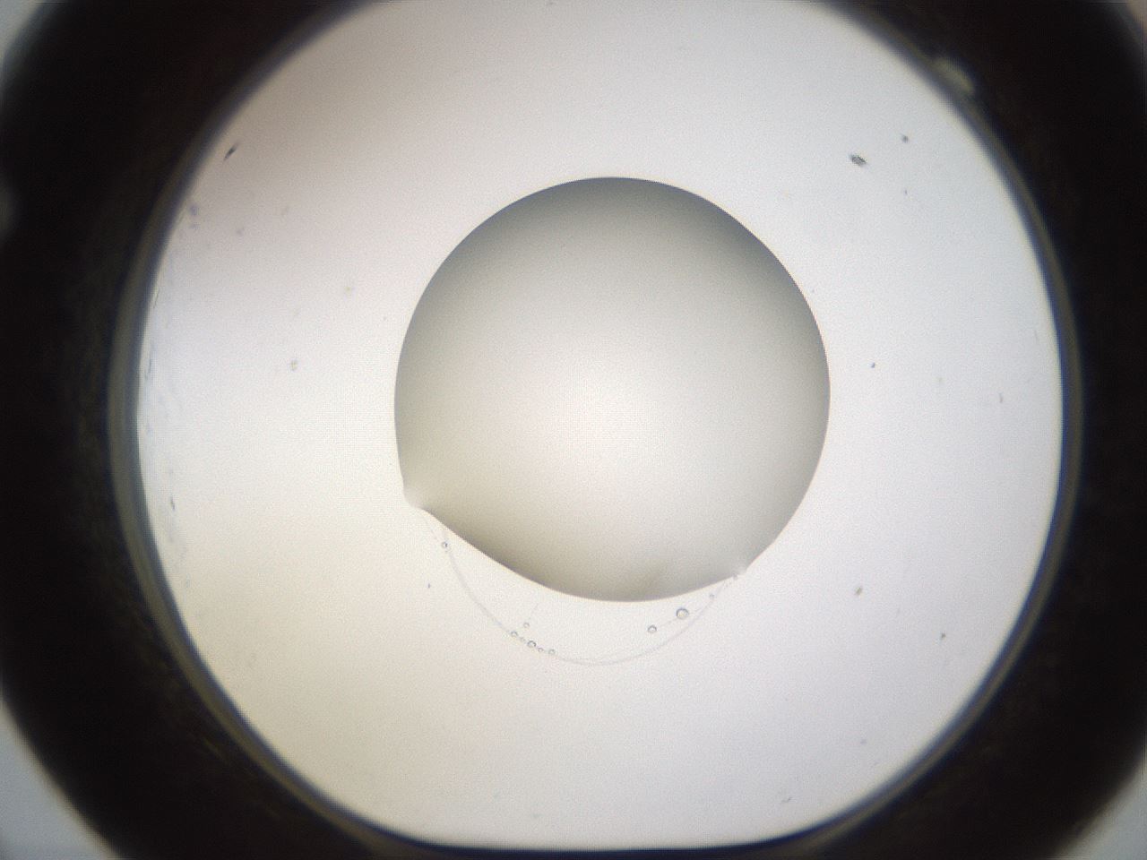 folderID597_plateID1597_batchID6720_wellNum69_profileID1_d1_r104572_ef.jpg