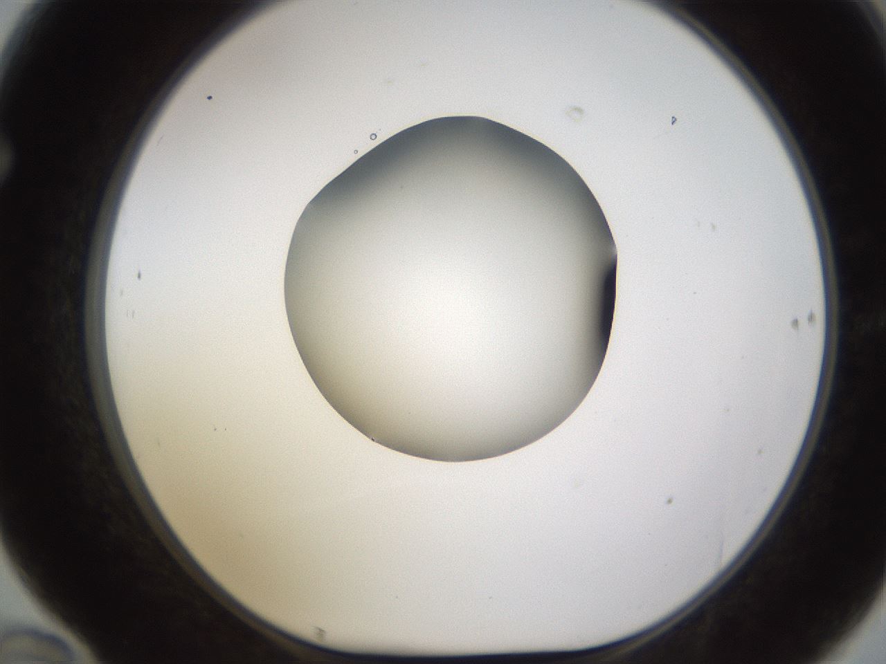 folderID597_plateID1597_batchID6720_wellNum70_profileID1_d1_r104574_ef.jpg
