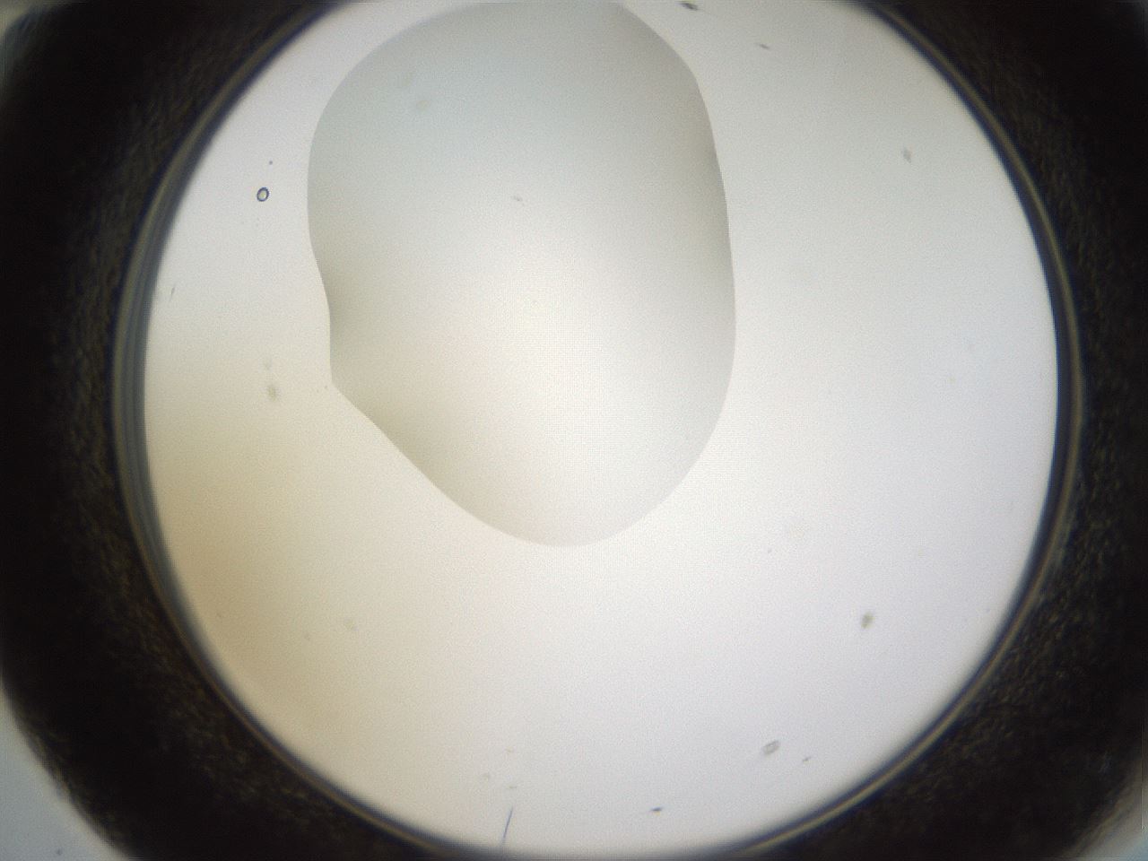 folderID597_plateID1597_batchID6720_wellNum70_profileID1_d2_r104575_ef.jpg