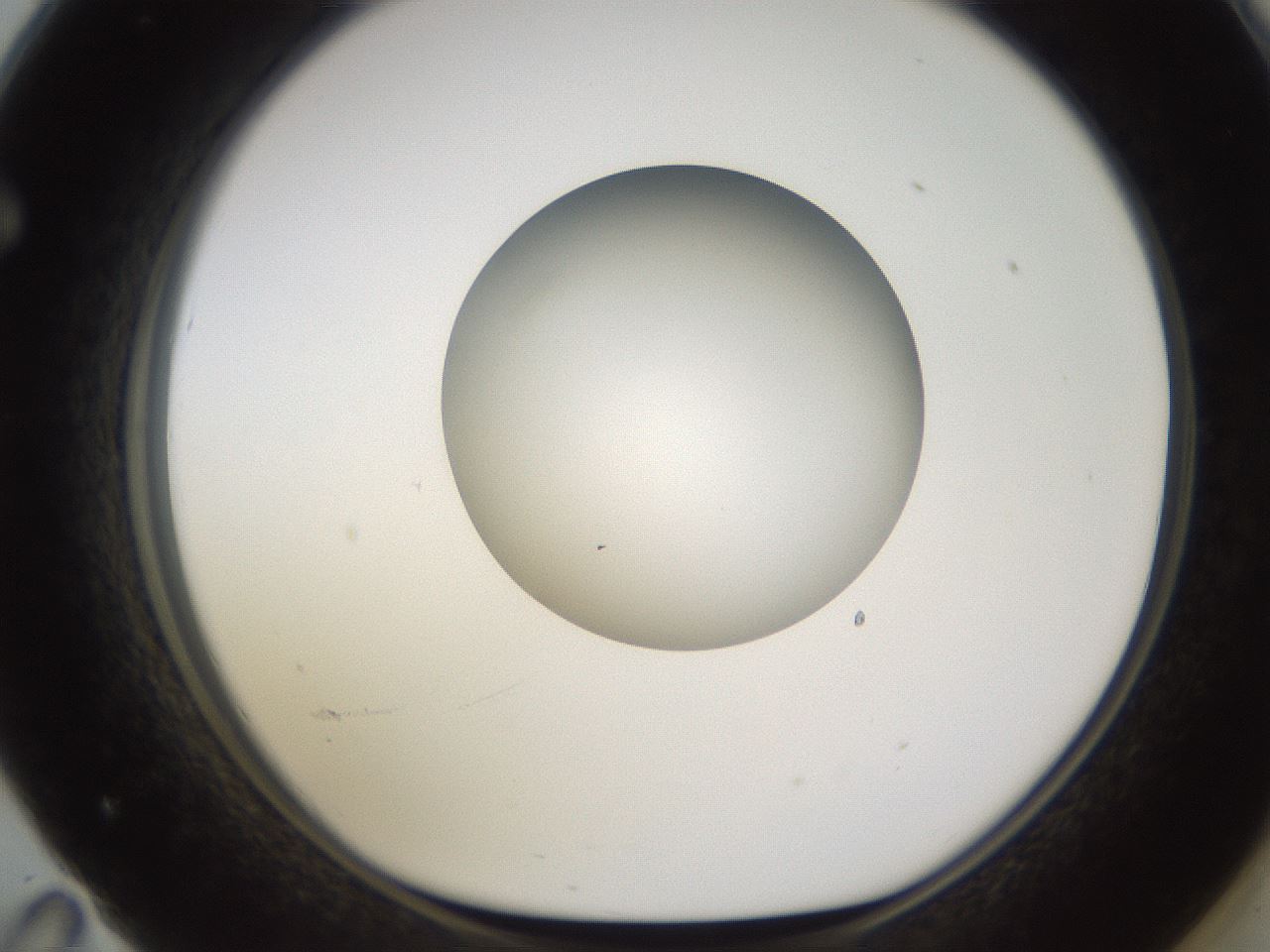 folderID597_plateID1597_batchID6720_wellNum71_profileID1_d1_r104576_ef.jpg