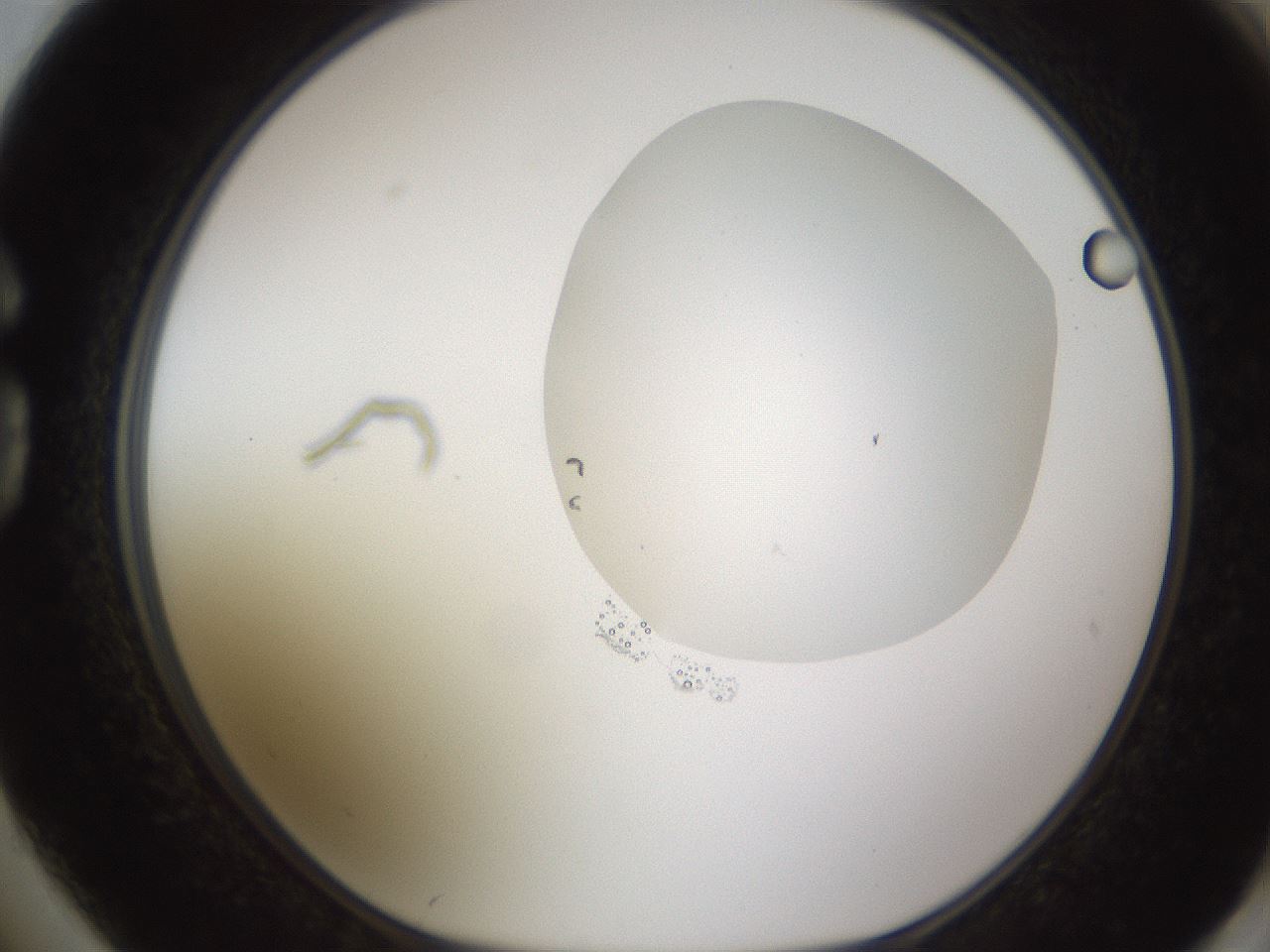 folderID597_plateID1597_batchID6720_wellNum74_profileID1_d1_r104582_ef.jpg