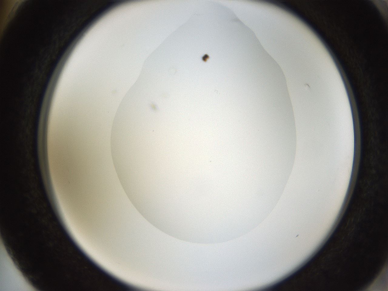 folderID597_plateID1597_batchID6720_wellNum74_profileID1_d2_r104583_ef.jpg