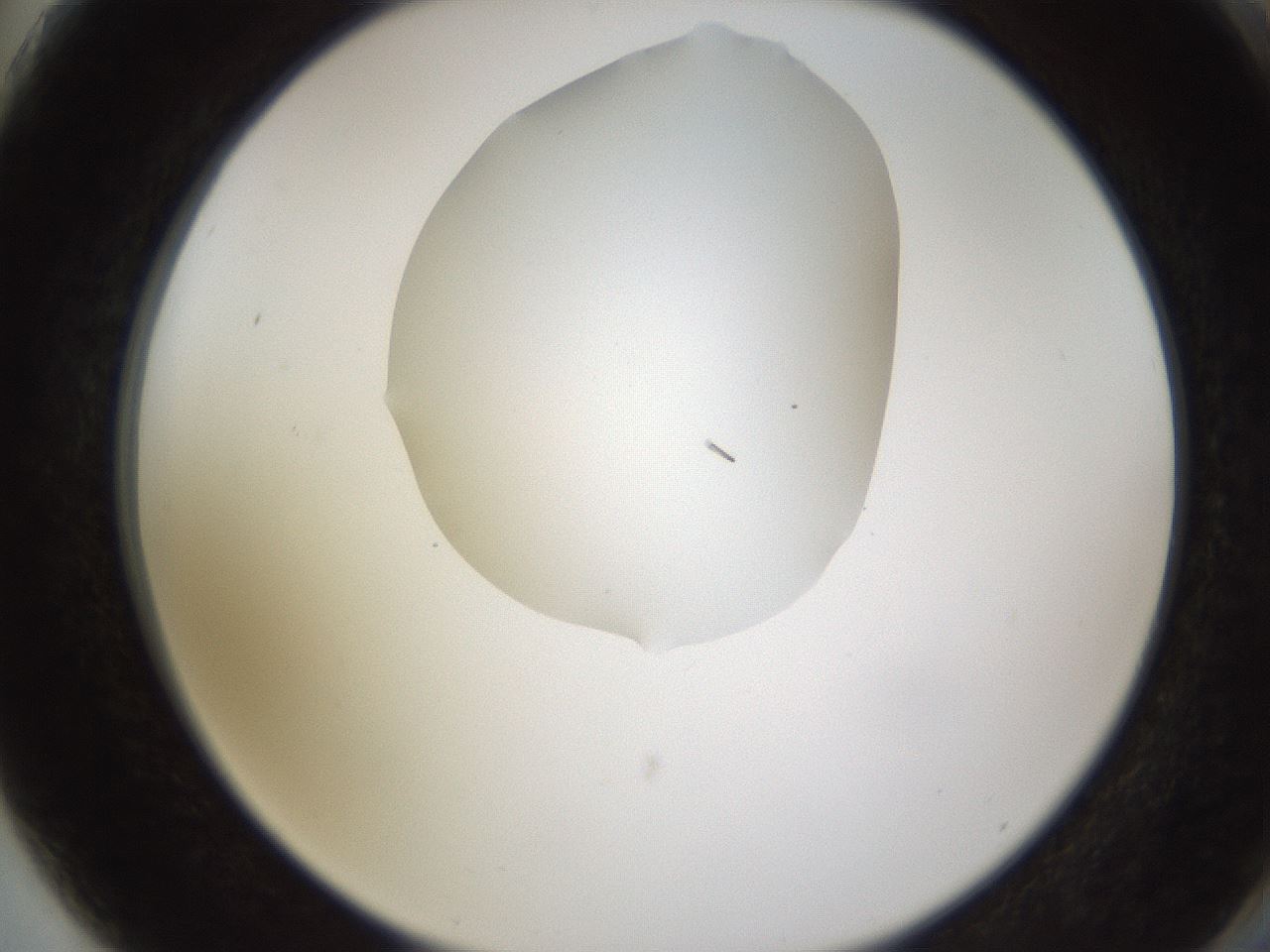 folderID597_plateID1597_batchID6720_wellNum75_profileID1_d2_r104585_ef.jpg