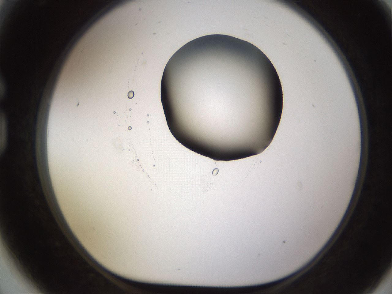 folderID597_plateID1597_batchID6720_wellNum81_profileID1_d1_r104596_ef.jpg