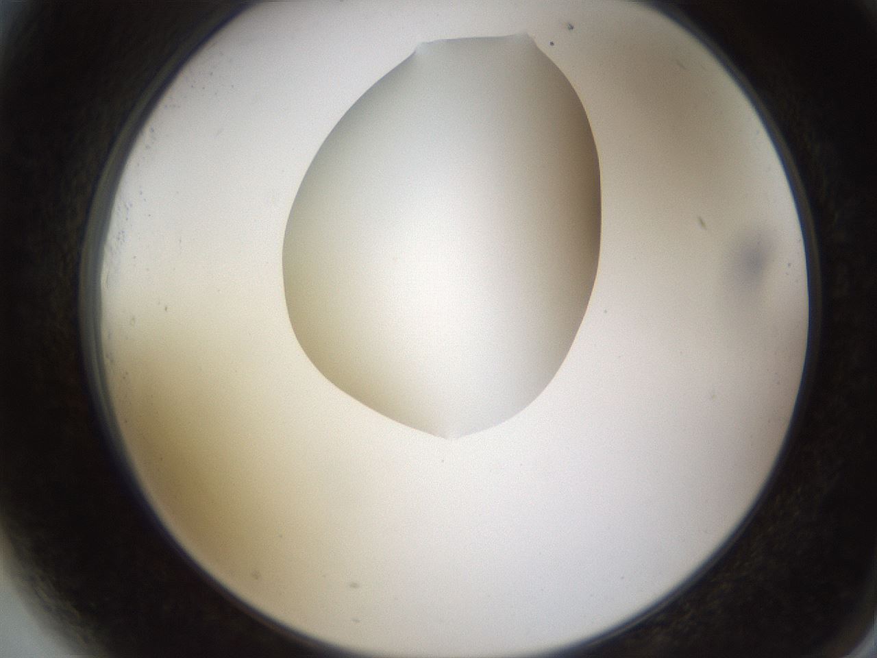 folderID597_plateID1597_batchID6720_wellNum81_profileID1_d2_r104597_ef.jpg