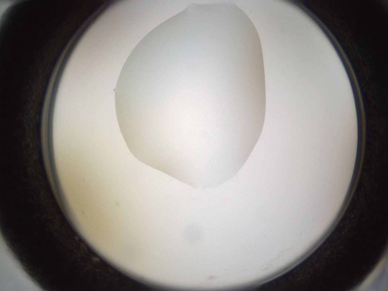 folderID597_plateID1597_batchID6720_wellNum82_profileID1_d2_r104599_ef.jpg