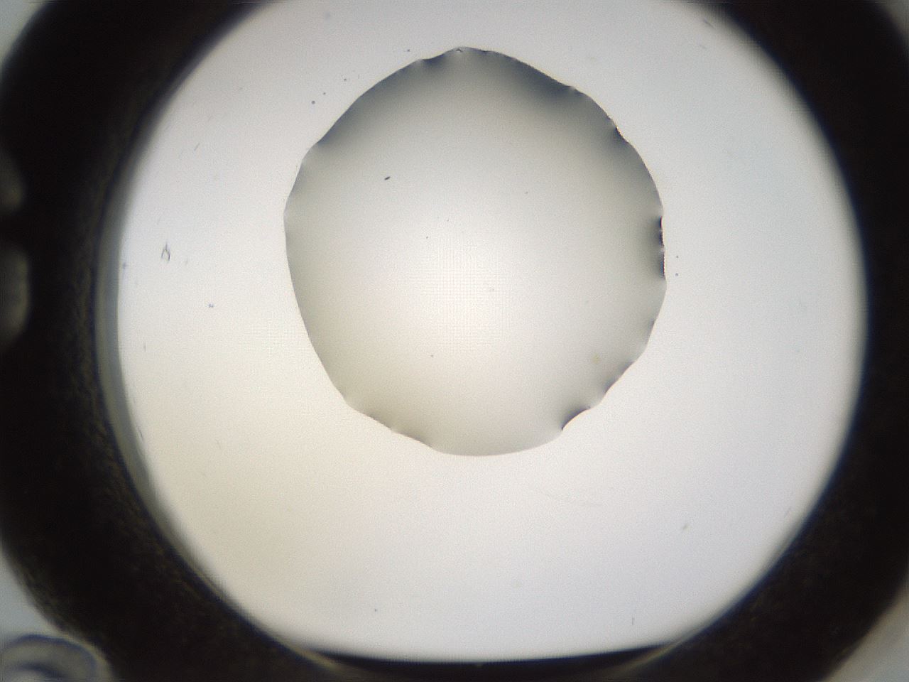 folderID597_plateID1597_batchID6720_wellNum84_profileID1_d1_r104602_ef.jpg