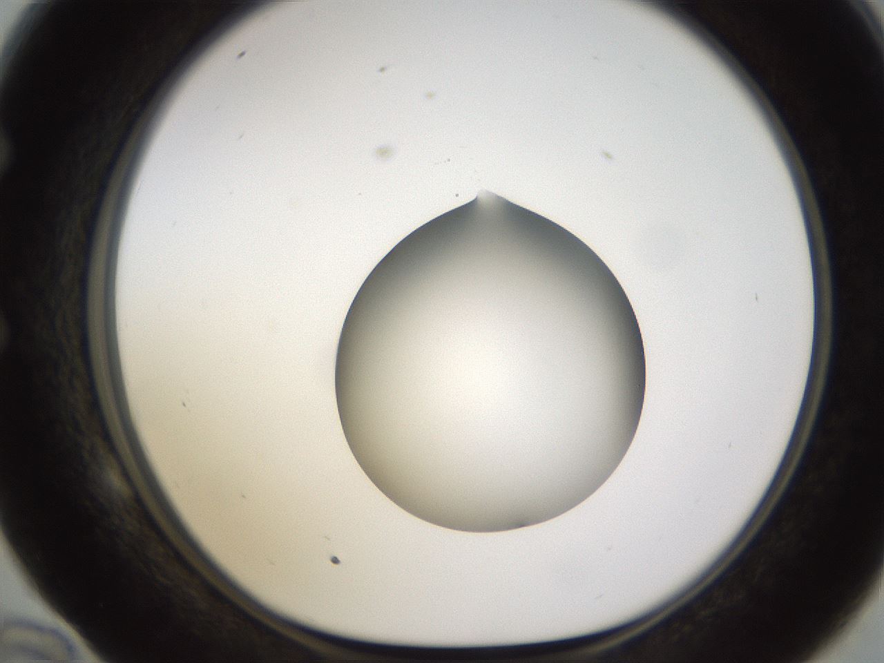folderID597_plateID1597_batchID6720_wellNum58_profileID1_d1_r104550_ef.jpg