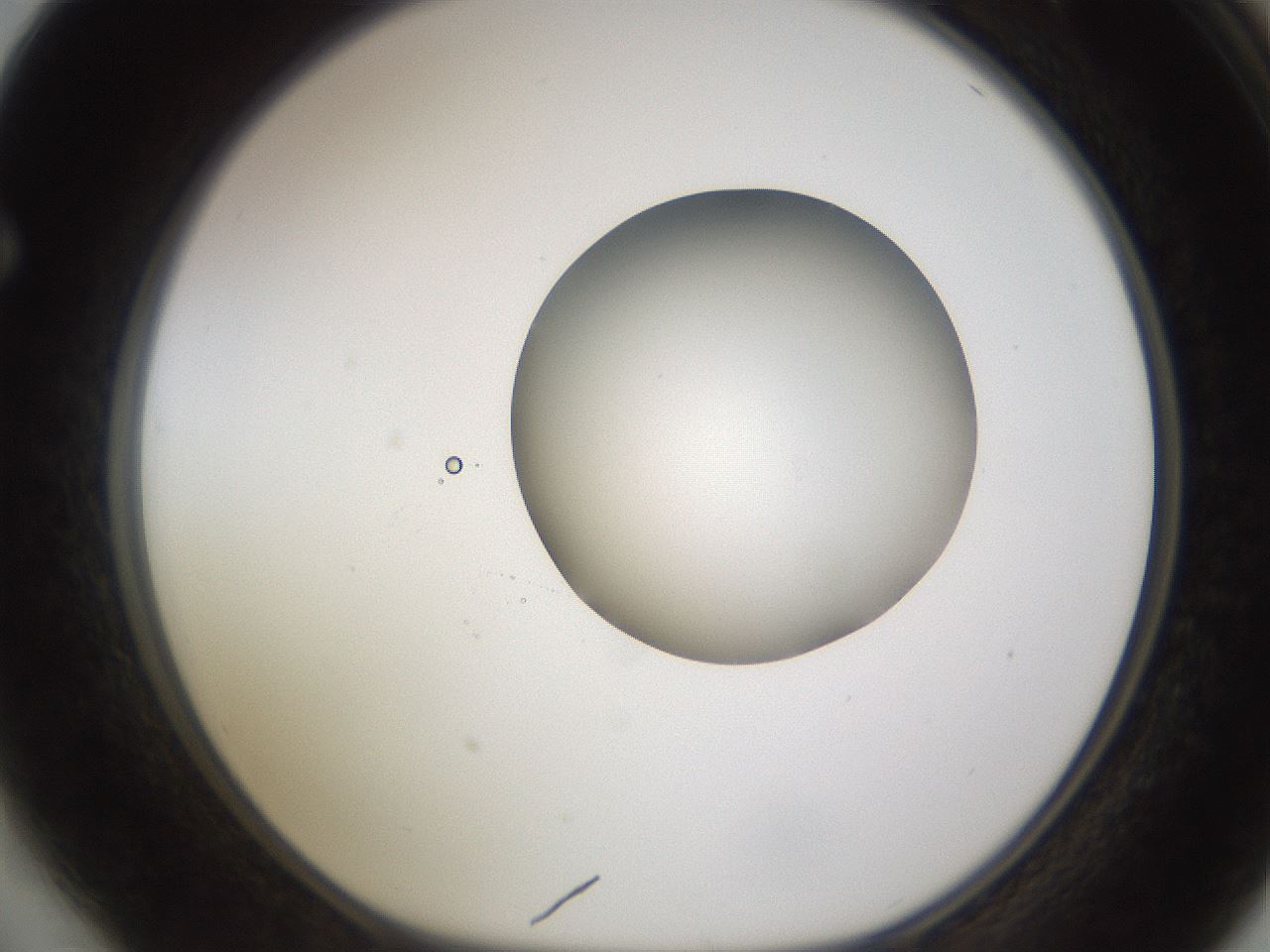 folderID597_plateID1597_batchID6720_wellNum64_profileID1_d1_r104562_ef.jpg