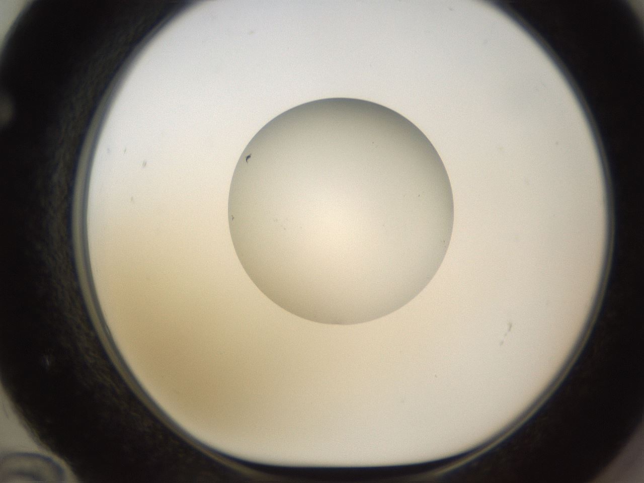 folderID597_plateID1597_batchID6720_wellNum72_profileID1_d1_r104578_ef.jpg
