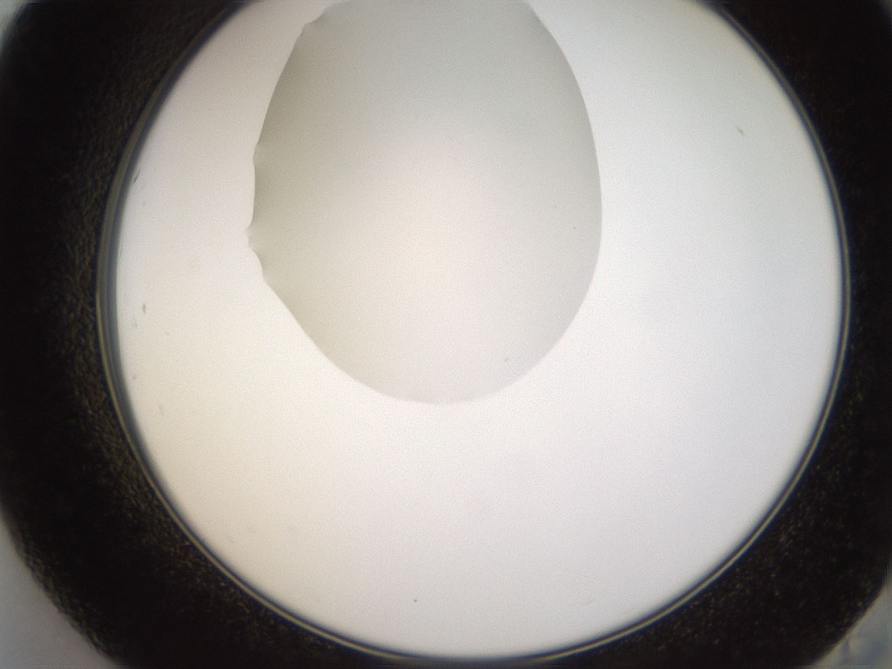folderID597_plateID1597_batchID6720_wellNum84_profileID1_d2_r104603_ef.jpg
