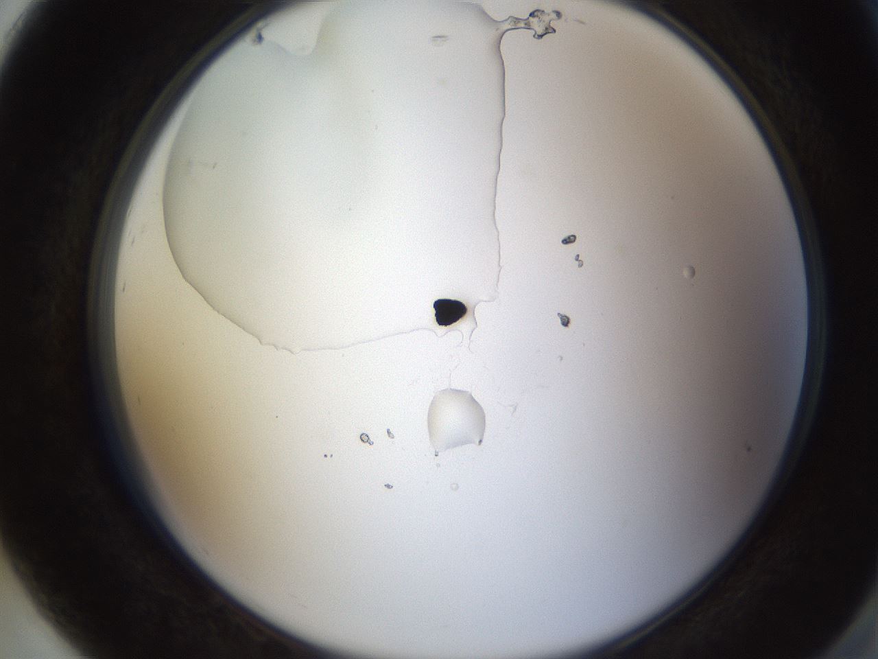 folderID597_plateID1597_batchID6720_wellNum92_profileID1_d2_r104619_ef.jpg
