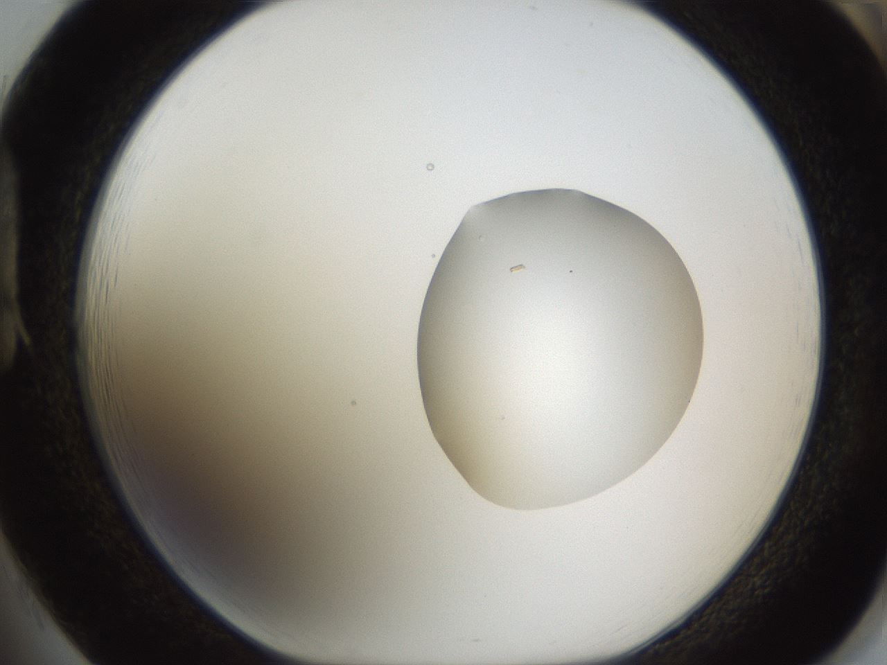 folderID597_plateID1597_batchID6720_wellNum85_profileID1_d1_r104604_ef.jpg