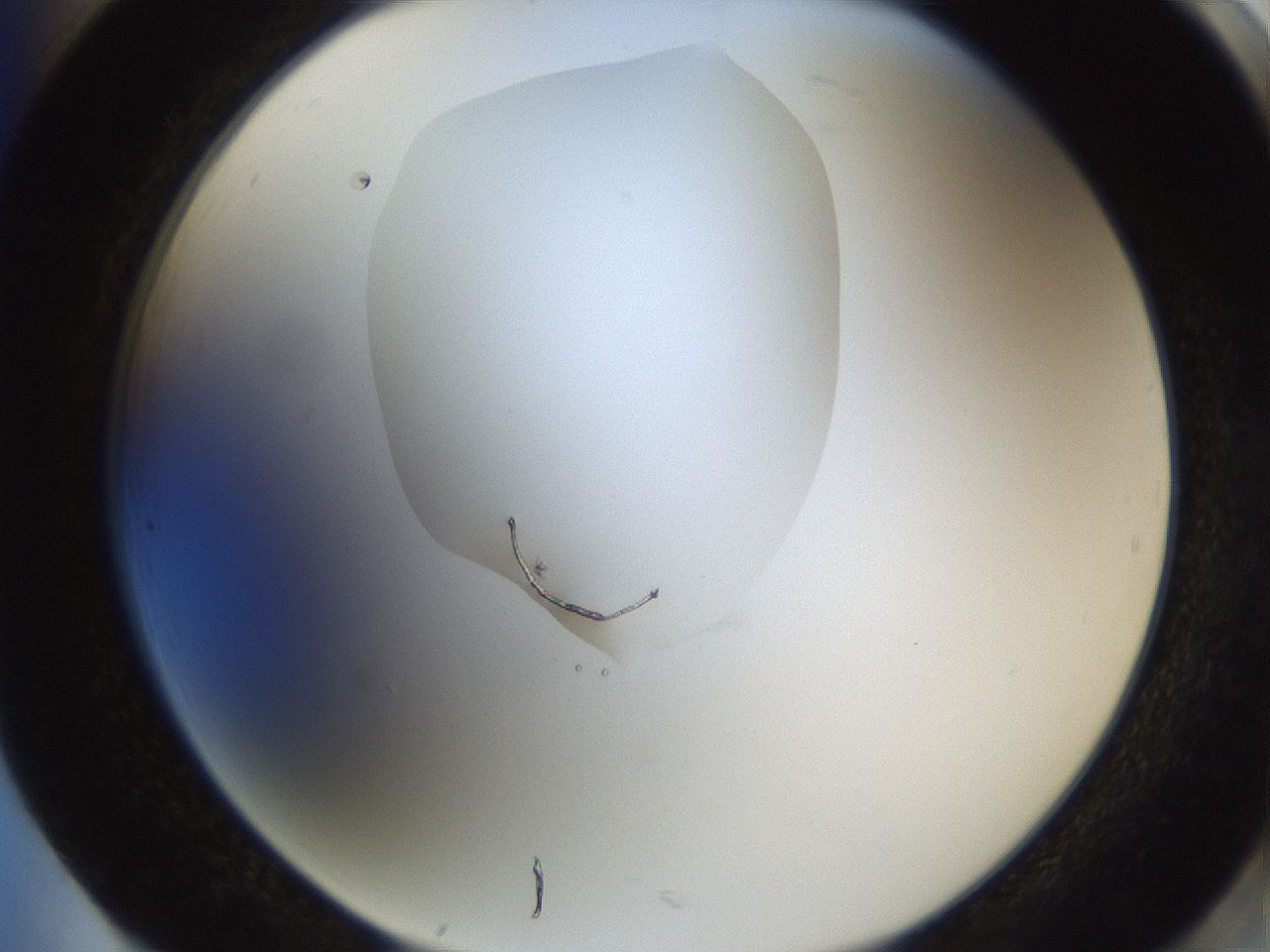 folderID597_plateID1597_batchID6720_wellNum85_profileID1_d2_r104605_ef.jpg