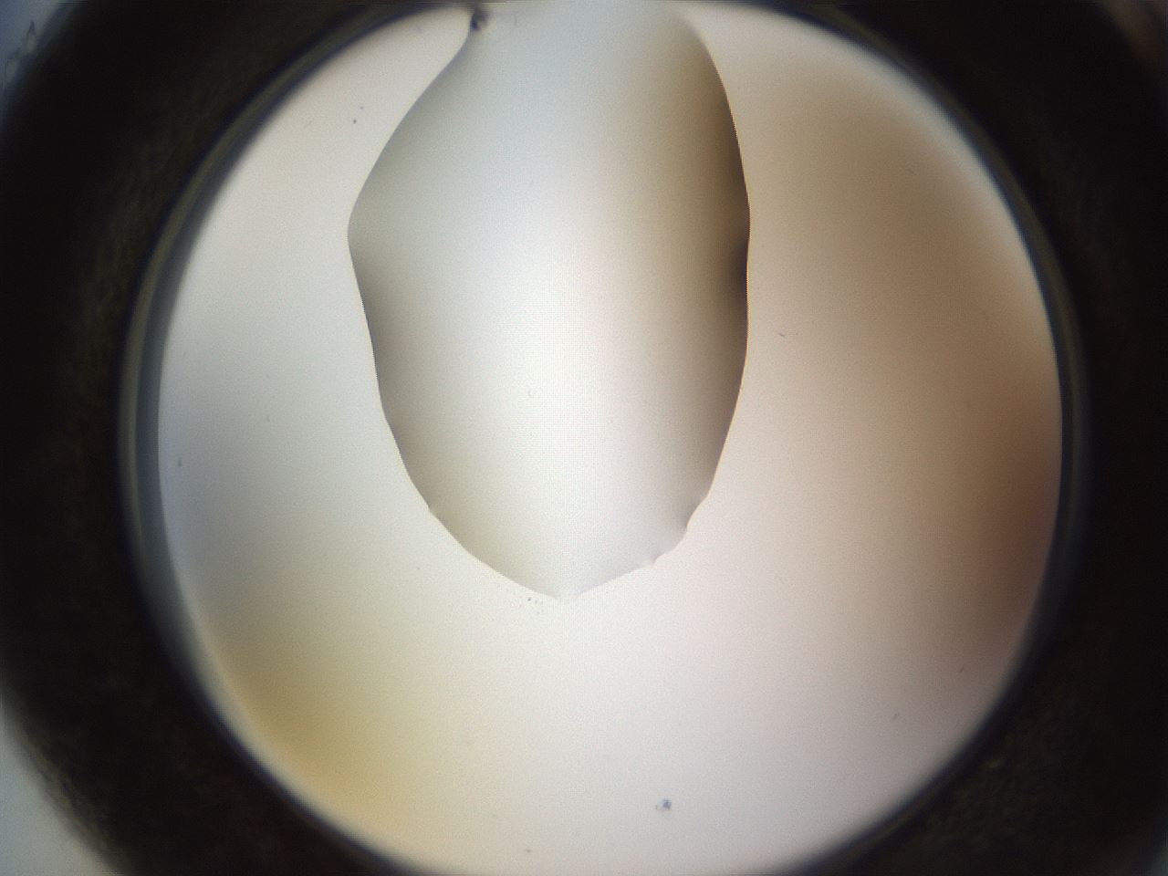 folderID597_plateID1597_batchID6720_wellNum89_profileID1_d2_r104613_ef.jpg