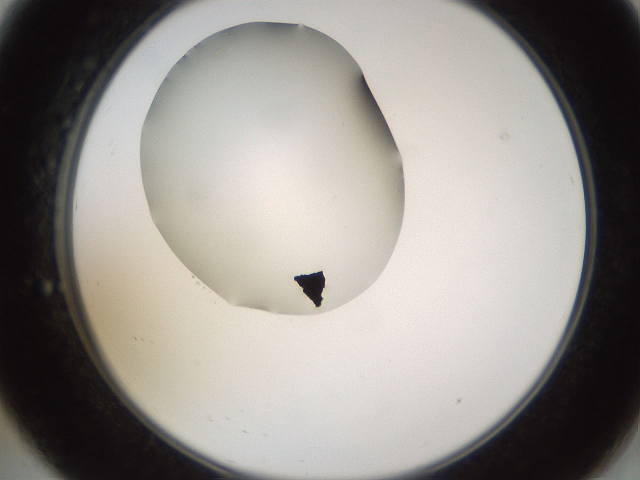 folderID597_plateID1597_batchID6720_wellNum8_profileID1_d2_r104451_ef.jpg