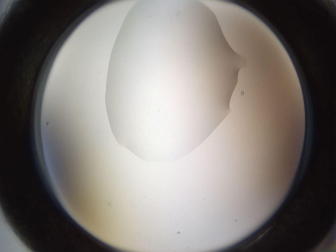 folderID597_plateID1597_batchID6720_wellNum90_profileID1_d2_r104615_ef.jpg