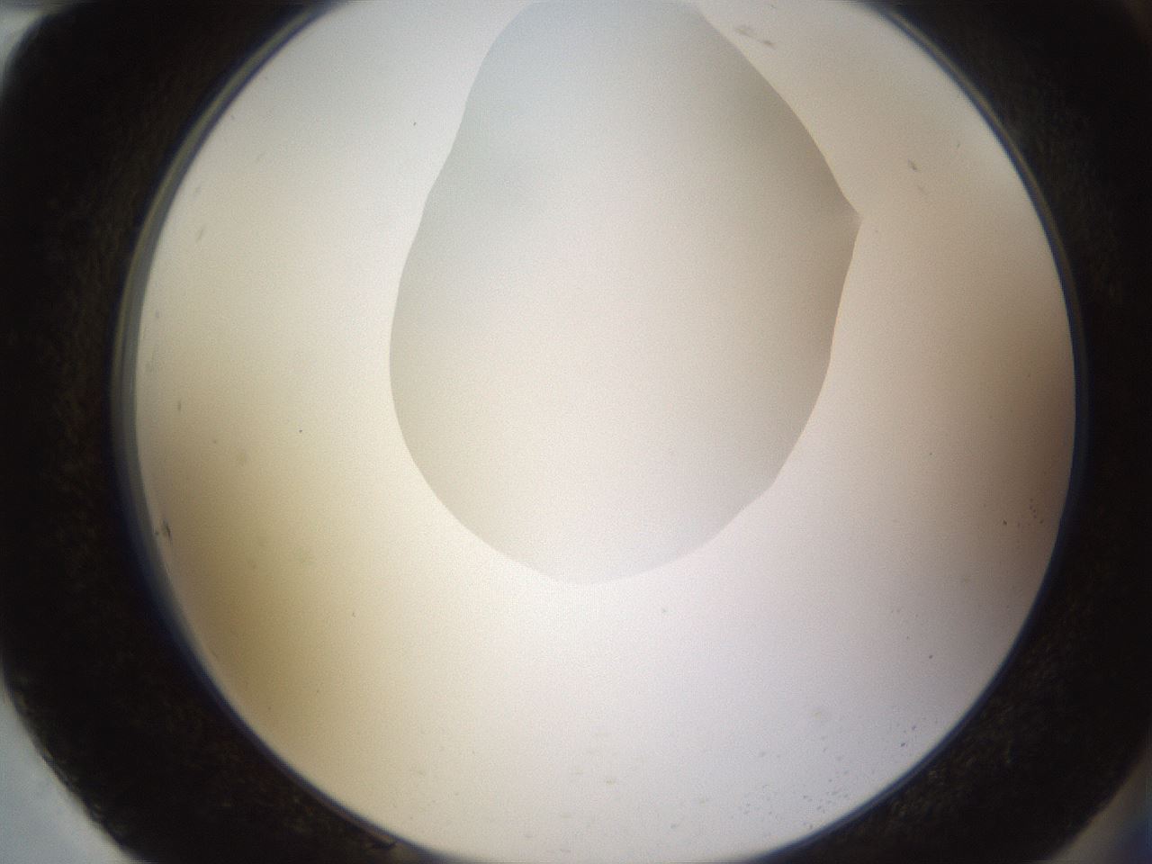 folderID597_plateID1597_batchID6720_wellNum94_profileID1_d2_r104623_ef.jpg