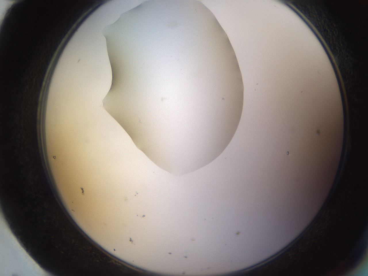 folderID597_plateID1597_batchID6720_wellNum95_profileID1_d2_r104625_ef.jpg